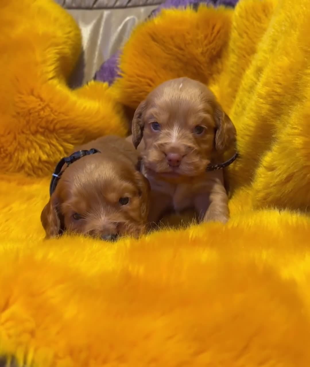 Cocker Spaniel dogs for sale: Our Stunning Cocker spaniels  - Video 2