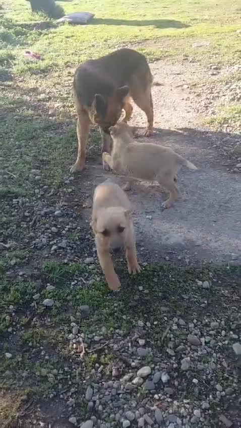 Mixed Breed dogs for adoption: 🐾💜 SALMA – A Gentle Girl for a Loving Home 💜🐾 - Video 1