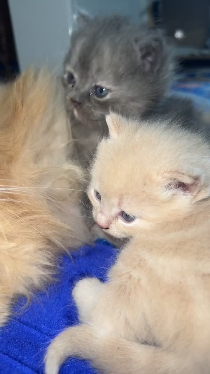 Mixed Breed cats for sale: Persian x Russian blue x British short hair mix in Nottingham - Video 1