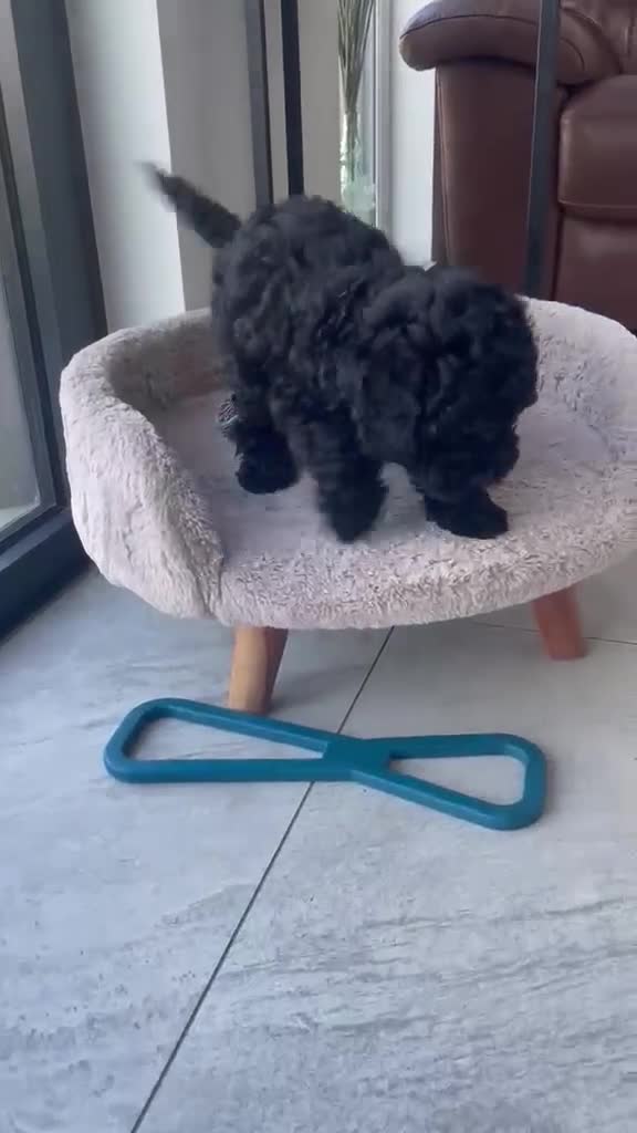 Cockapoo dogs for sale: Beautiful Cockapoos in Shrewsbury - Video 1