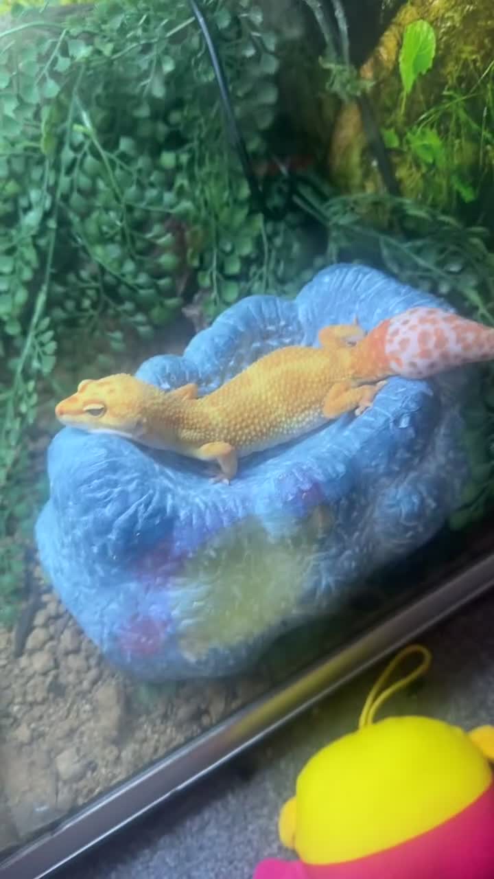 Leopard Gecko reptiles for sale: 2 leopard geckos both female  - Video 2