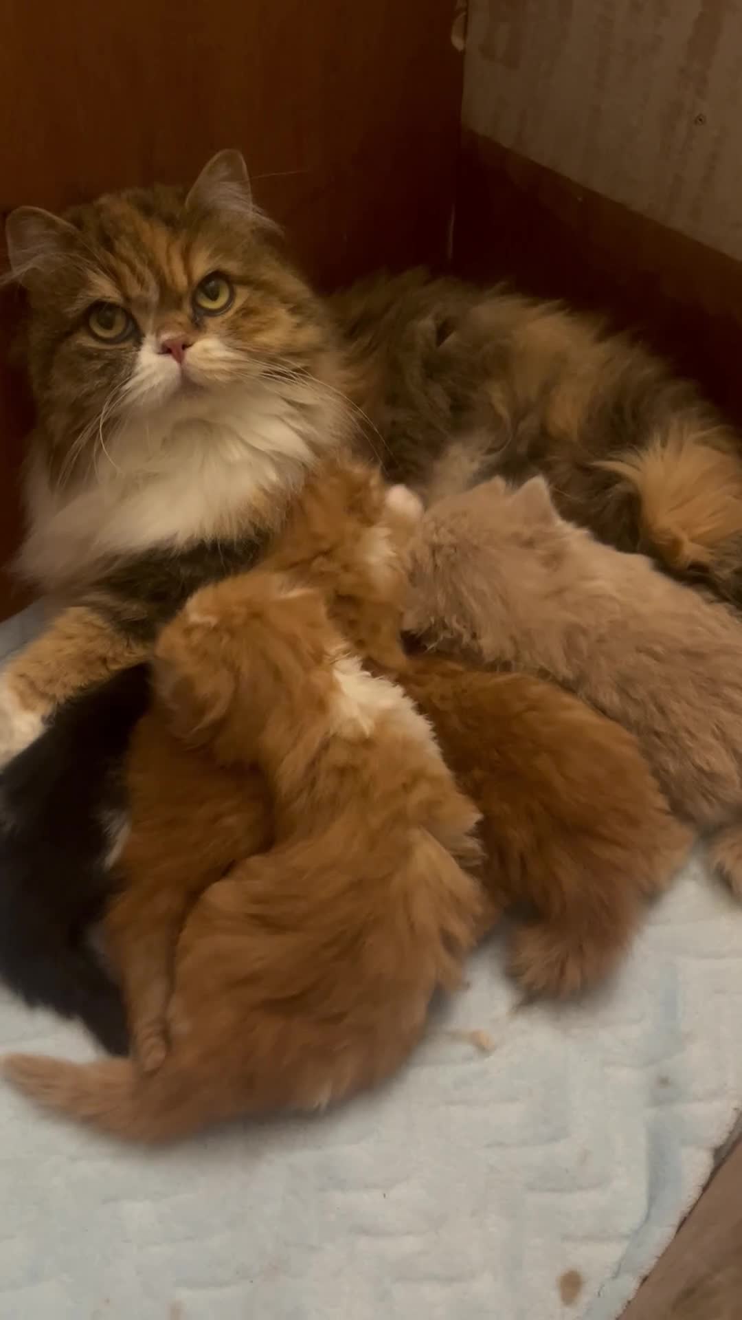 Scottish Fold cats for sale: Scottish Fold TICA registered - Video 5