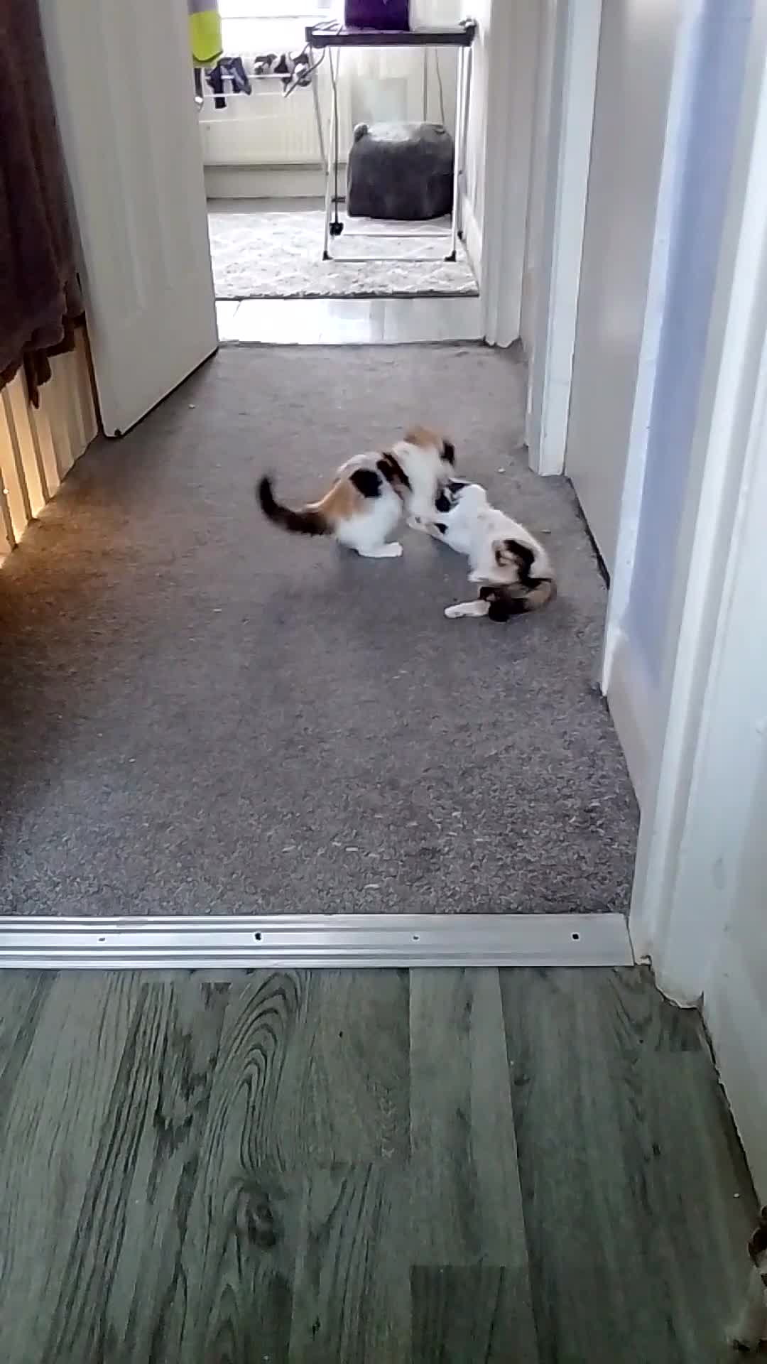 Mixed Breed cats for sale: Mini covs :D - Video 3