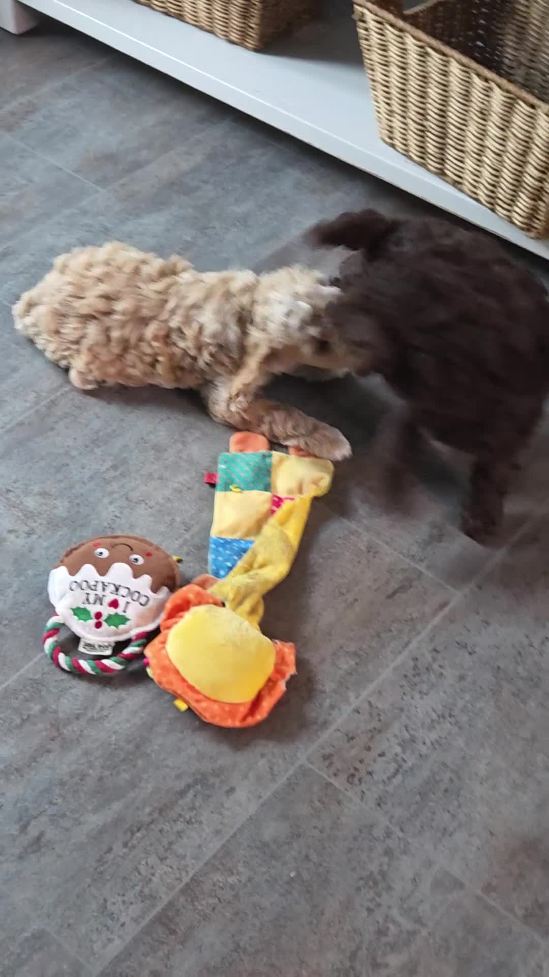 Cockapoo dogs for sale: Cockerpoo - Video 1