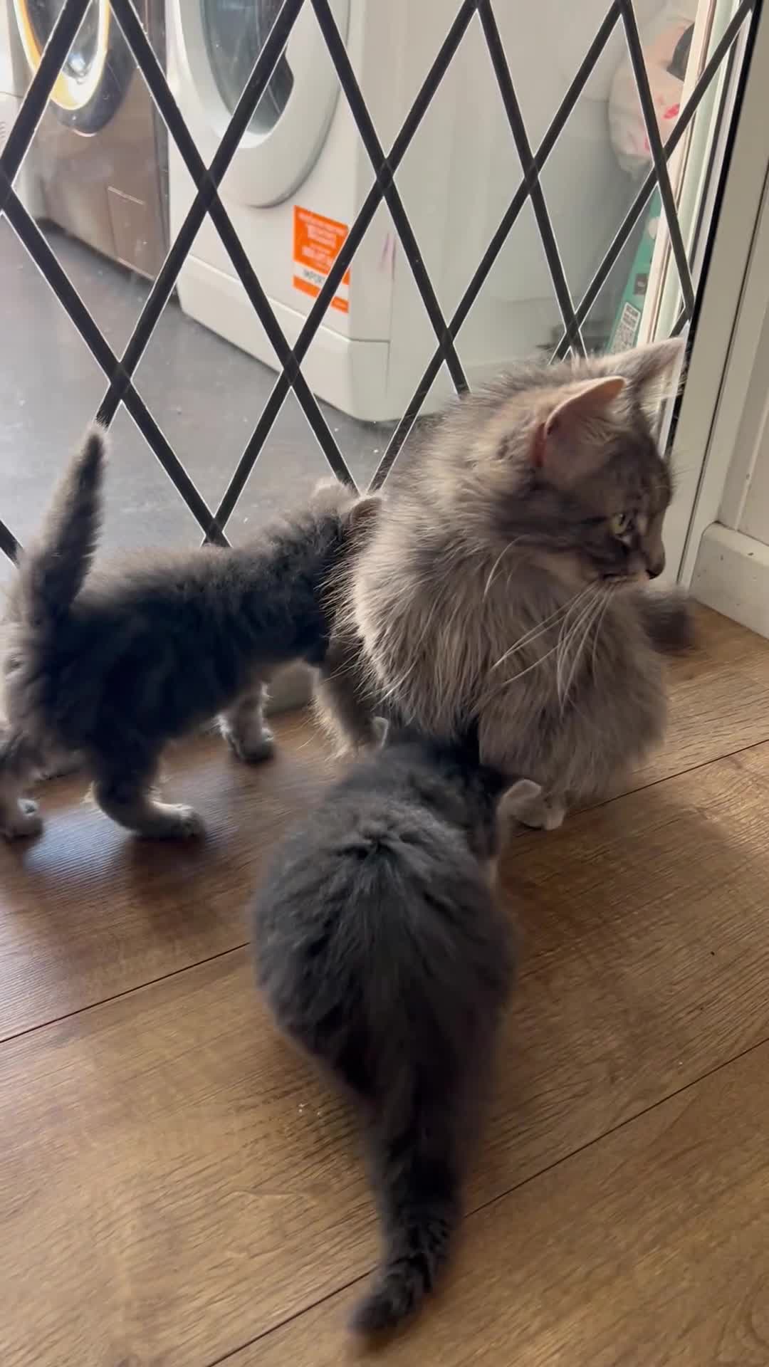 Mixed Breed cats for sale: 5 beautiful kittens (1 boy and 4 girls) - Video 3
