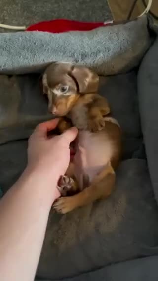 Miniature Dachshund dogs for sale: Miniature short hair dachshund  - Video 1
