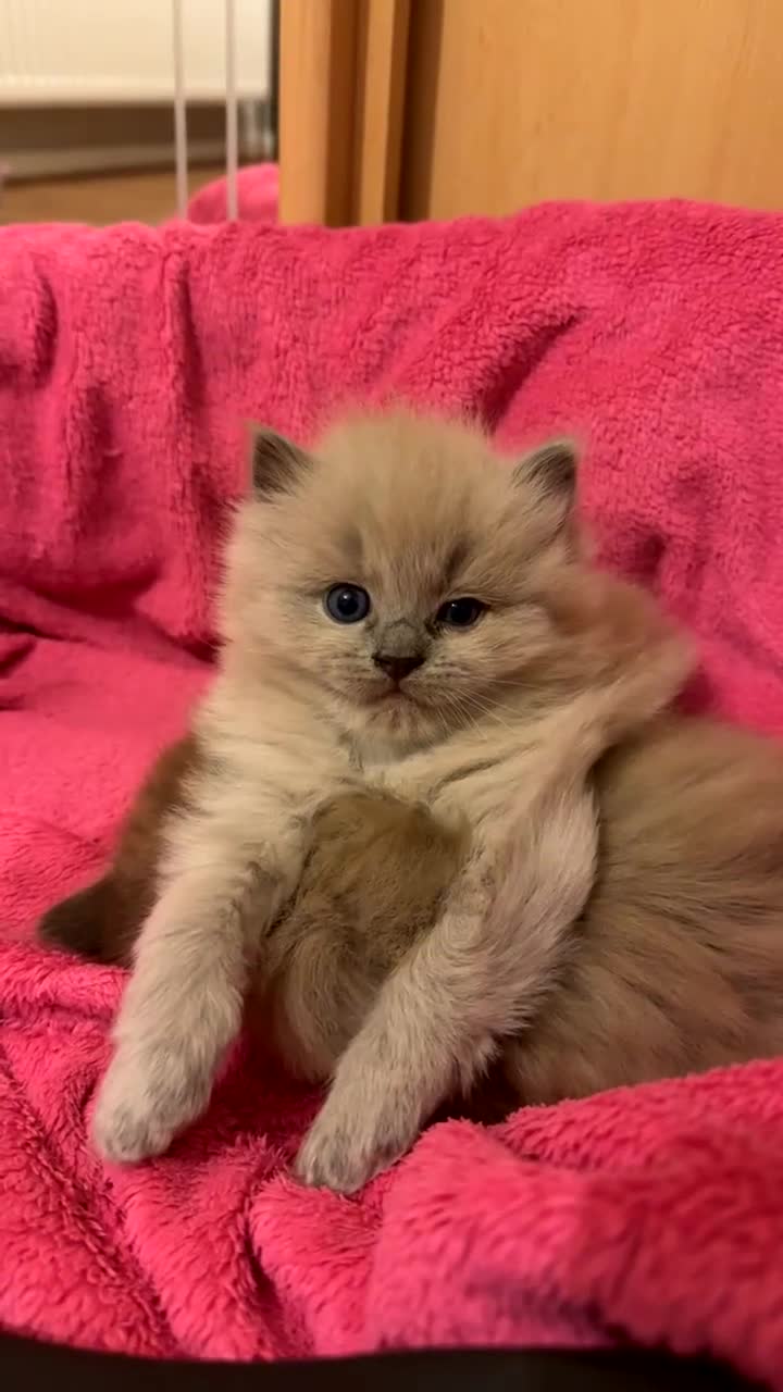 Ragdoll cats for sale: 2 Elegant Champion Bloodline Siblings  - Video 5