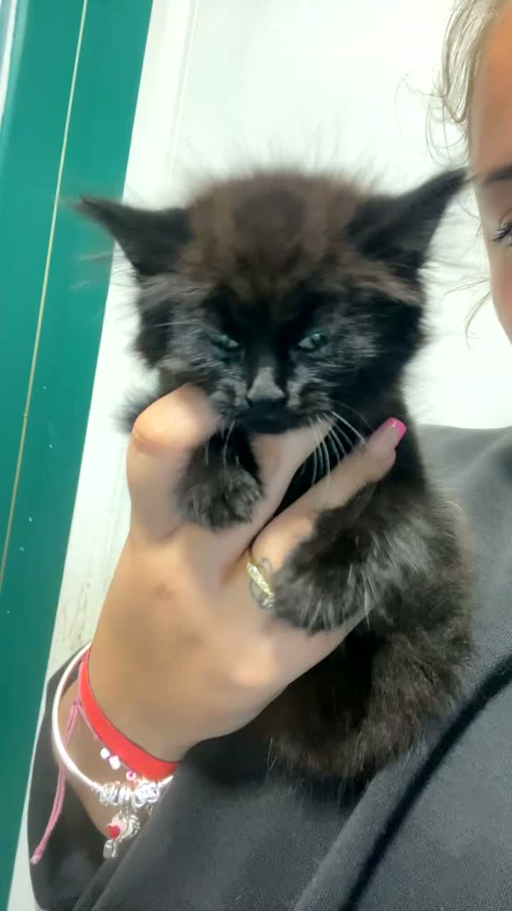 Mixed Breed cats for sale: Kittens/two adult cats - Video 1