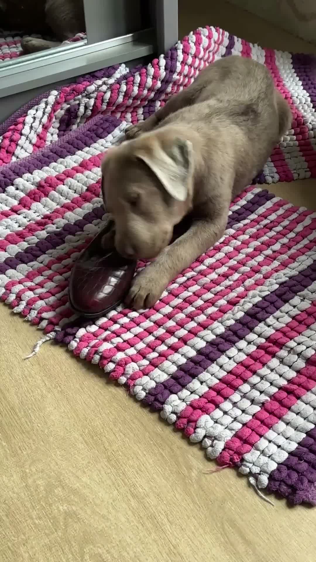 Labrador Retriever dogs for sale: Beautiful silver Labrador with grey eyes in London - Video 1