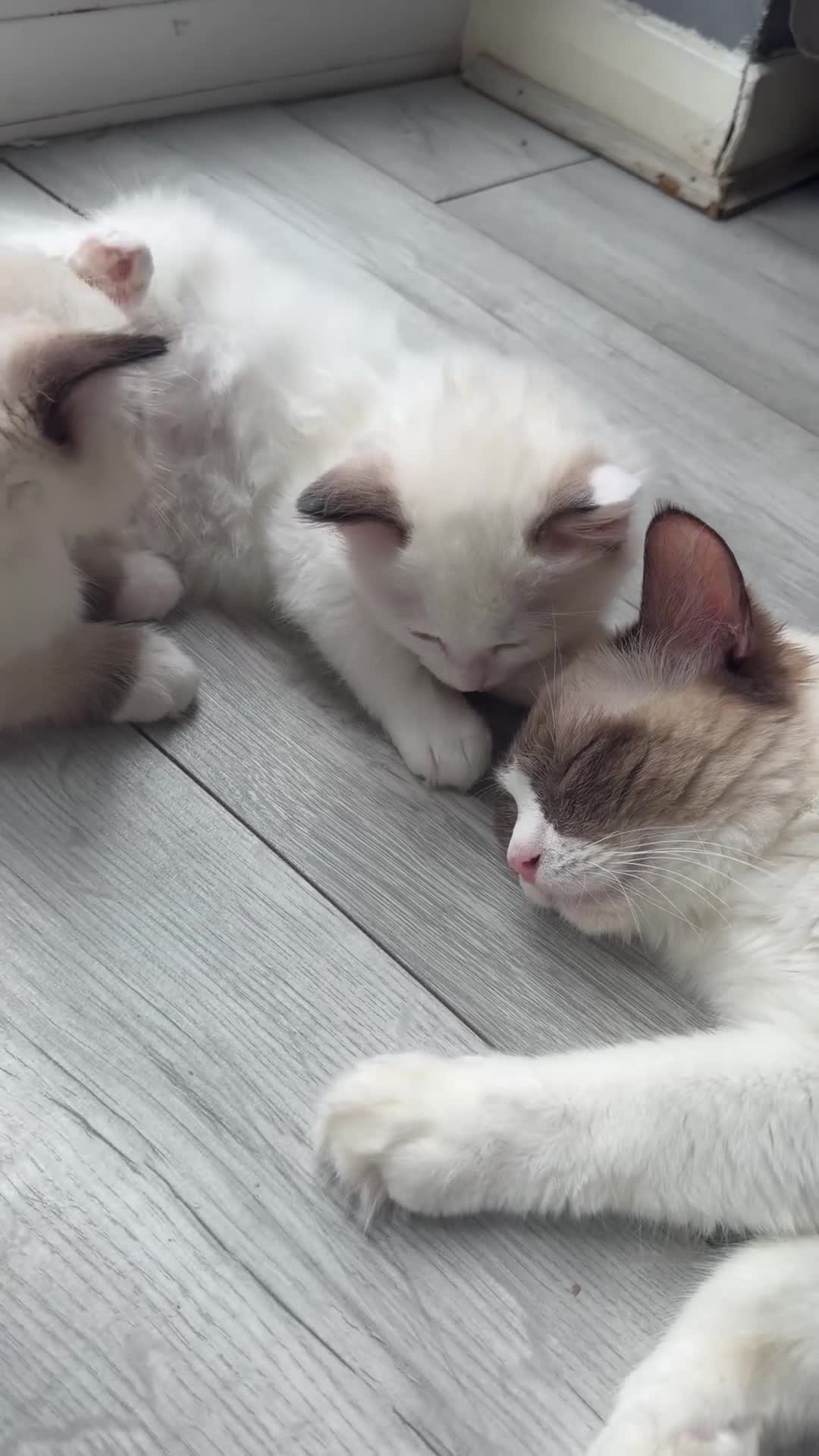 Ragdoll cats for sale: Blue Linx bi colour Ragdoll boy  - Video 1