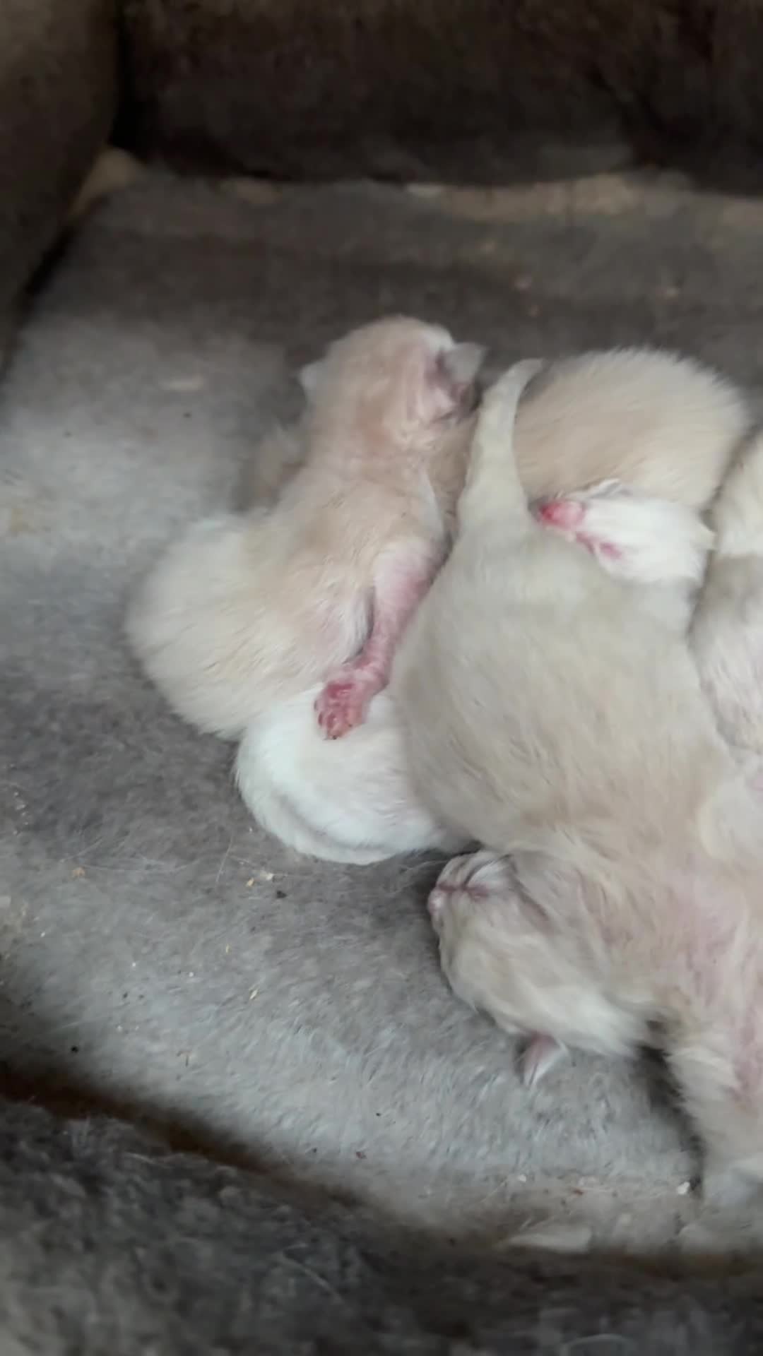 Ragdoll cats for sale: Tri colour Ragdoll’s  - Video 2
