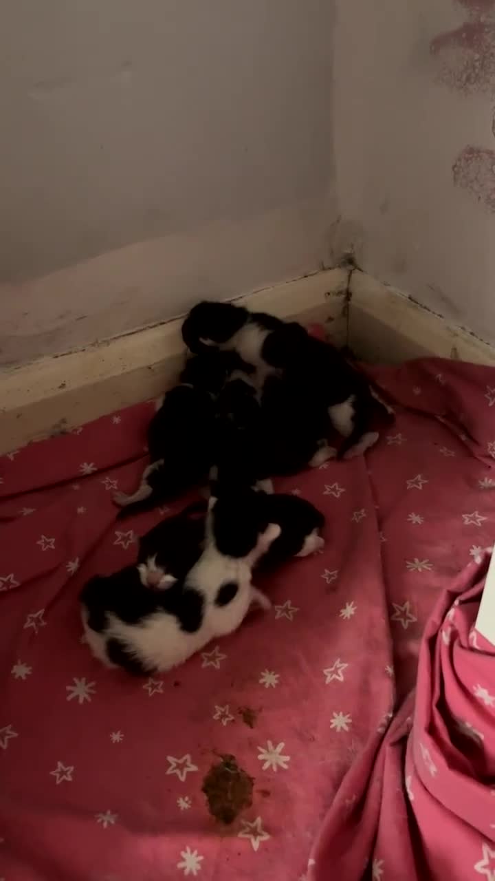 Domestic Shorthair cats for sale: Kittens for sale  - Video 1