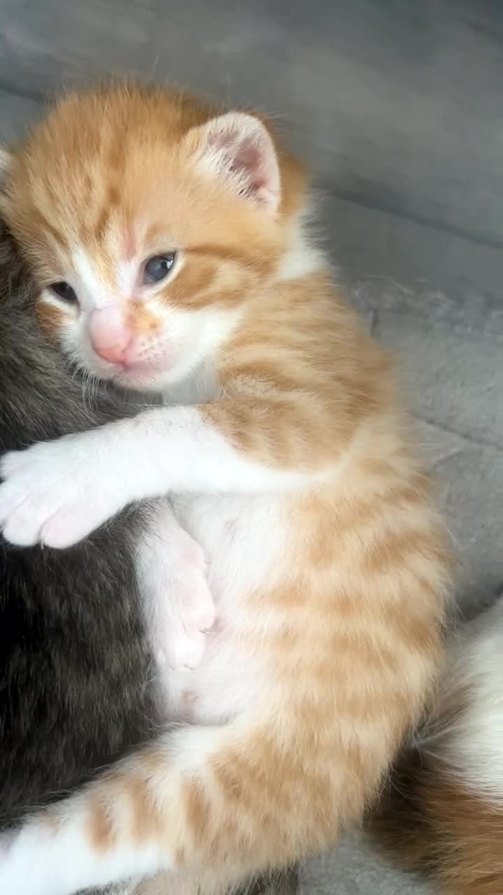 British Shorthair cats for sale: Male and female ginger kittens - Video 3