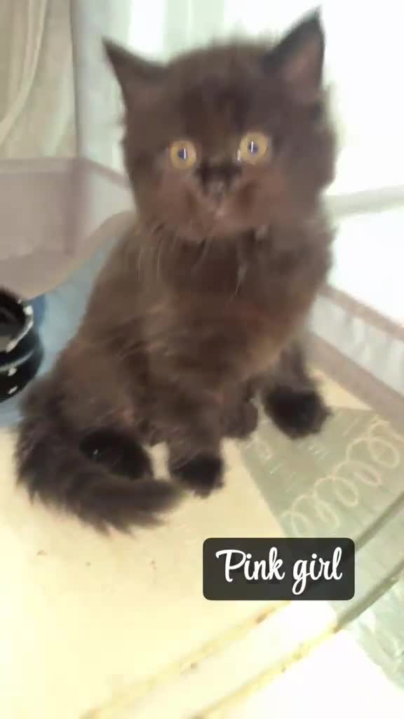 British Longhair cats for sale: British longhair X Kittens  - Video 3