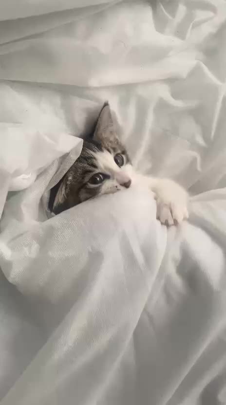 Bengal cats for sale: Three Beautiful Bengal Cross Kittens (boys)  - Video 2