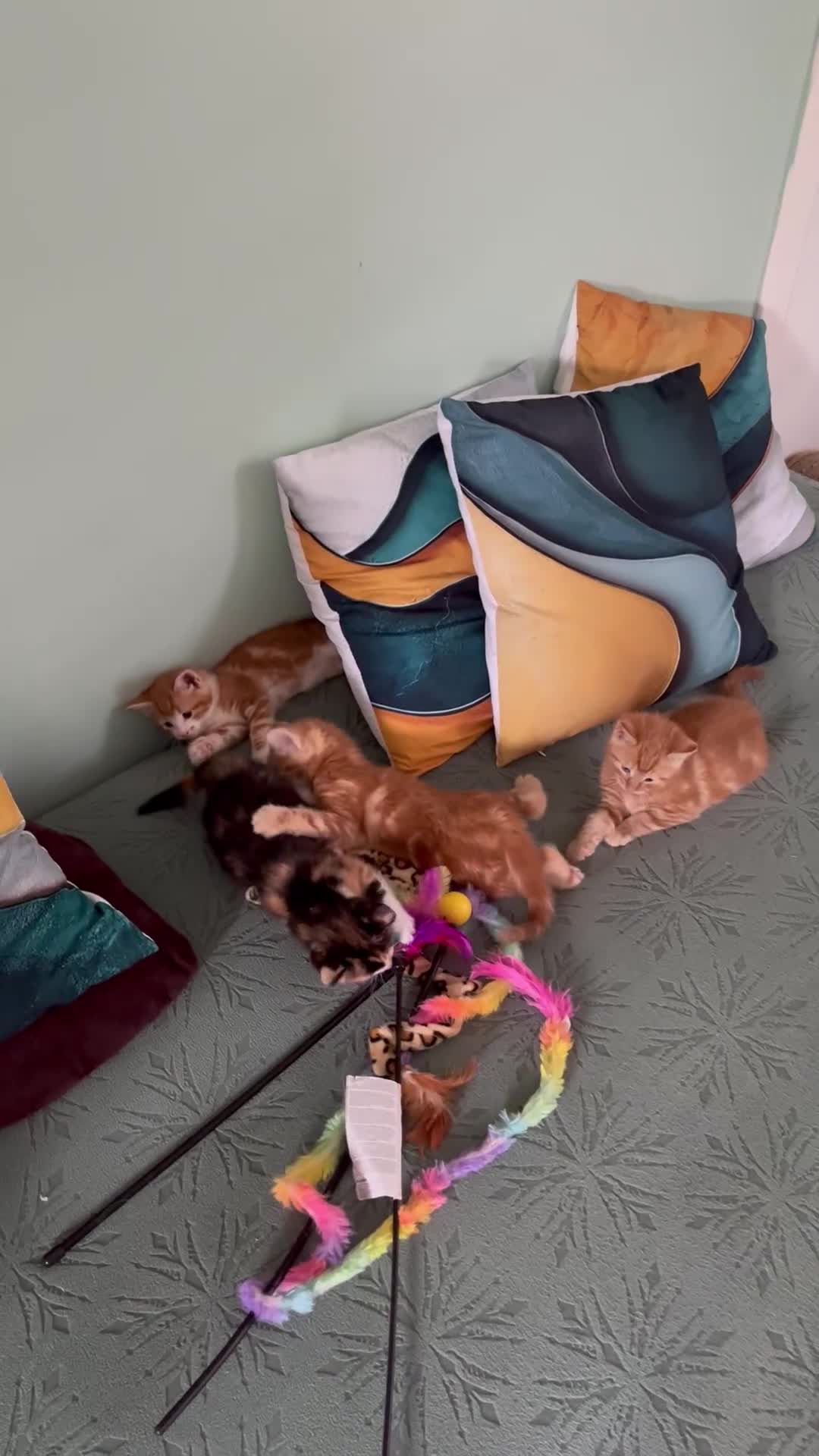 Mixed Breed cats for sale: Ragdoll mix kittens  - Video 1