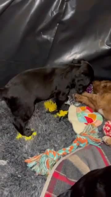 Cockapoo dogs for sale: Exceptional cockapoo pups- 1 Boy, 1 Girl left!! - Video 5
