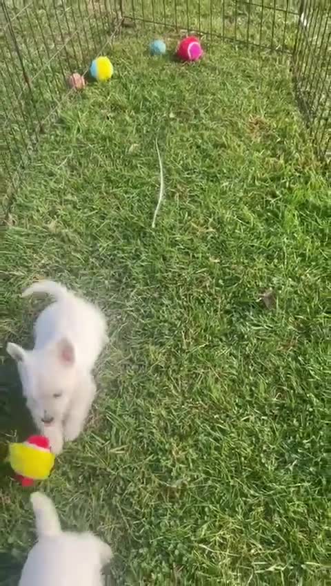 West Highland Terrier dogs for sale: West highland terrier puppies  - Video 1