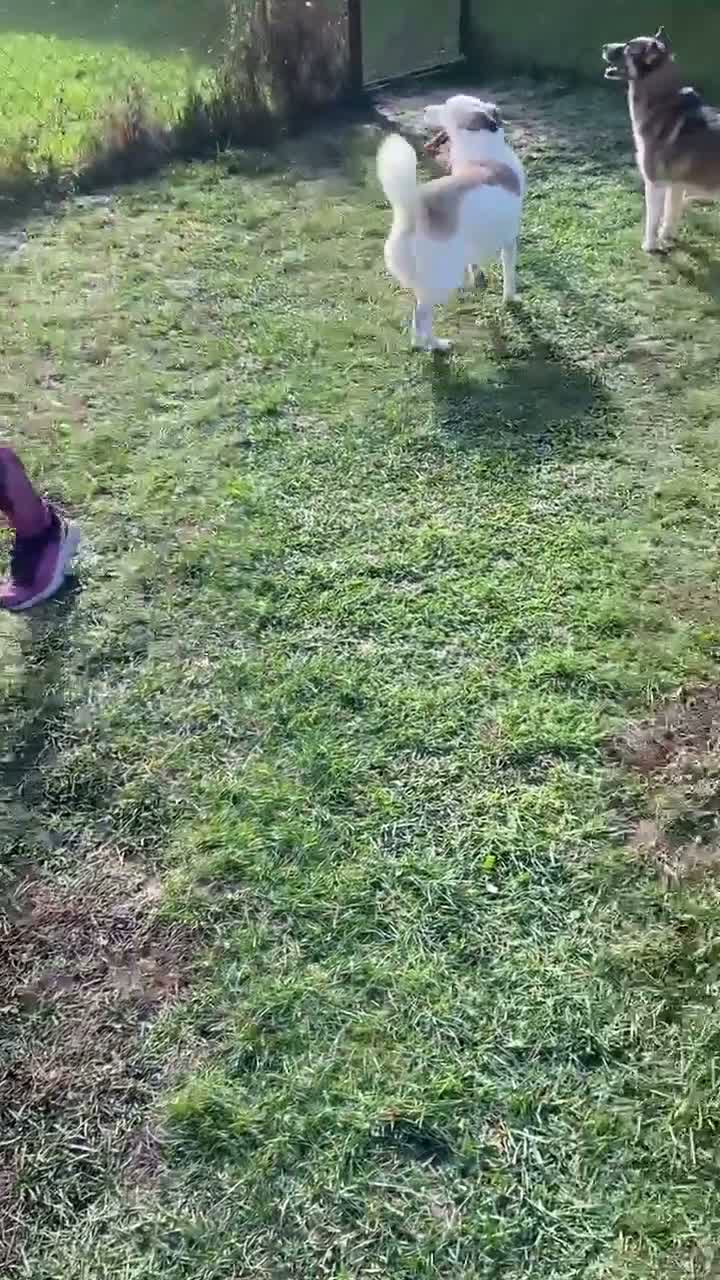 Mixed Breed dogs for adoption: Bizzy for adoption in Leighton Buzzard - Video 2