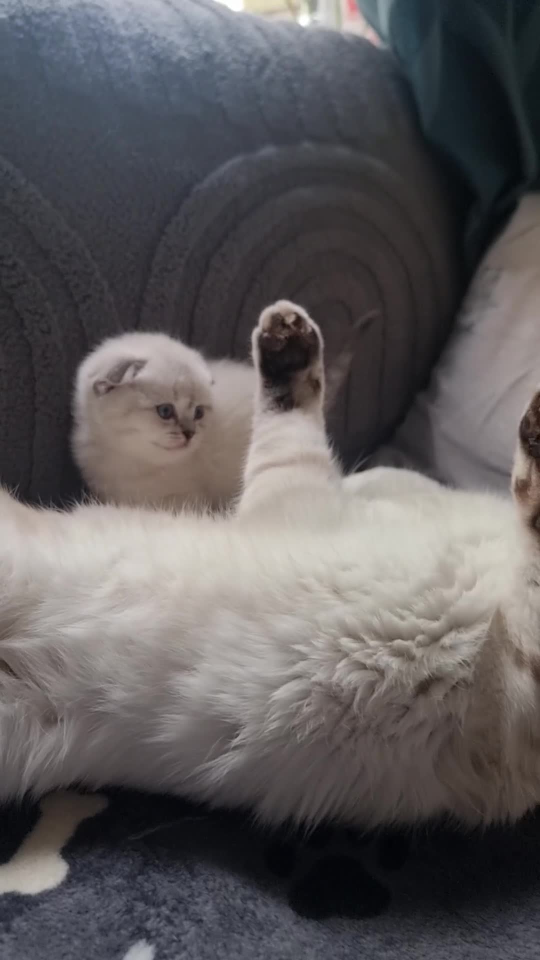 Scottish Fold cats for sale: Scottish Straight and Scottish Fold  - Video 4
