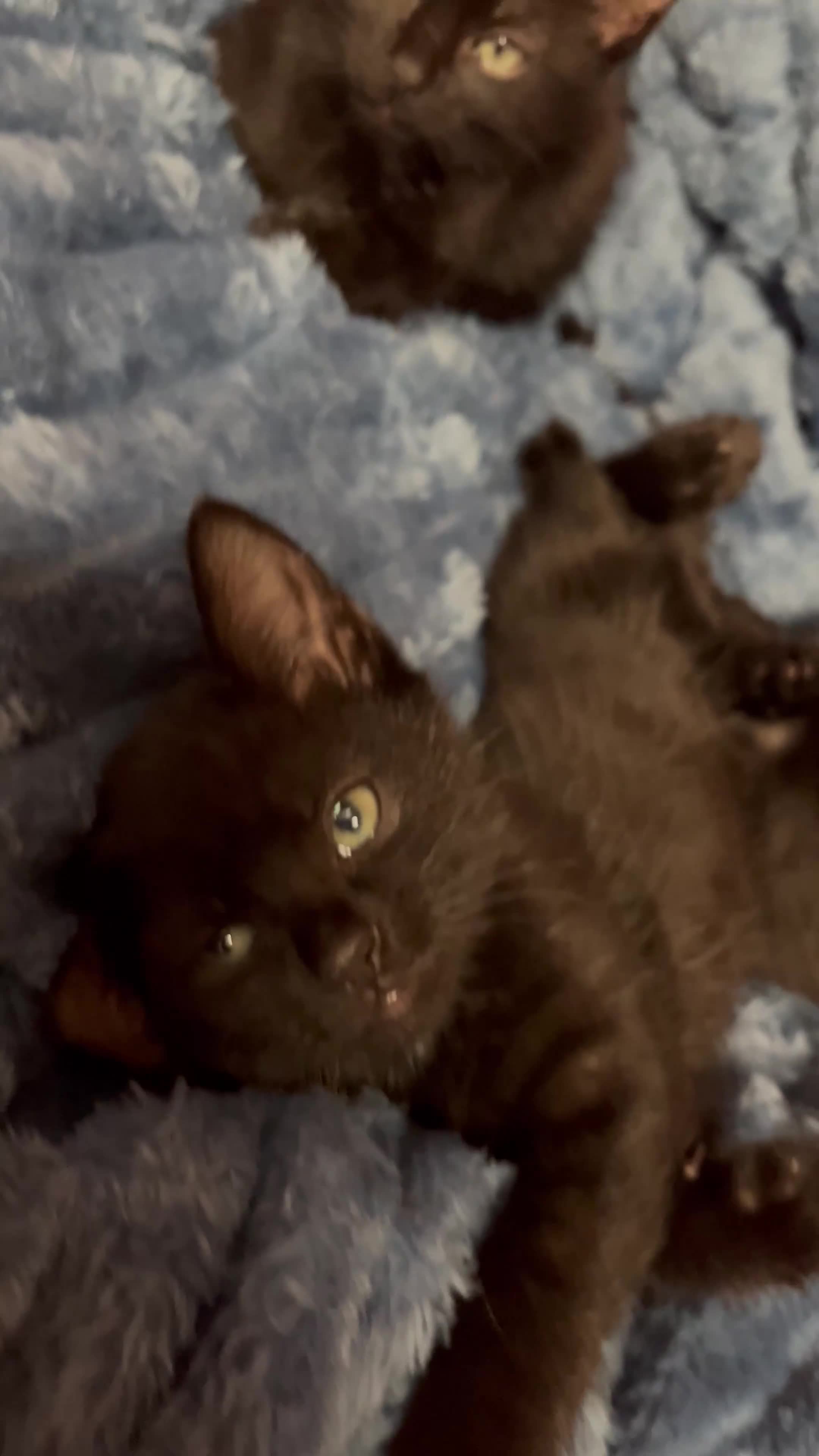 American Shorthair cats for sale: Cute 4 little females ready to go to new home - Video 1