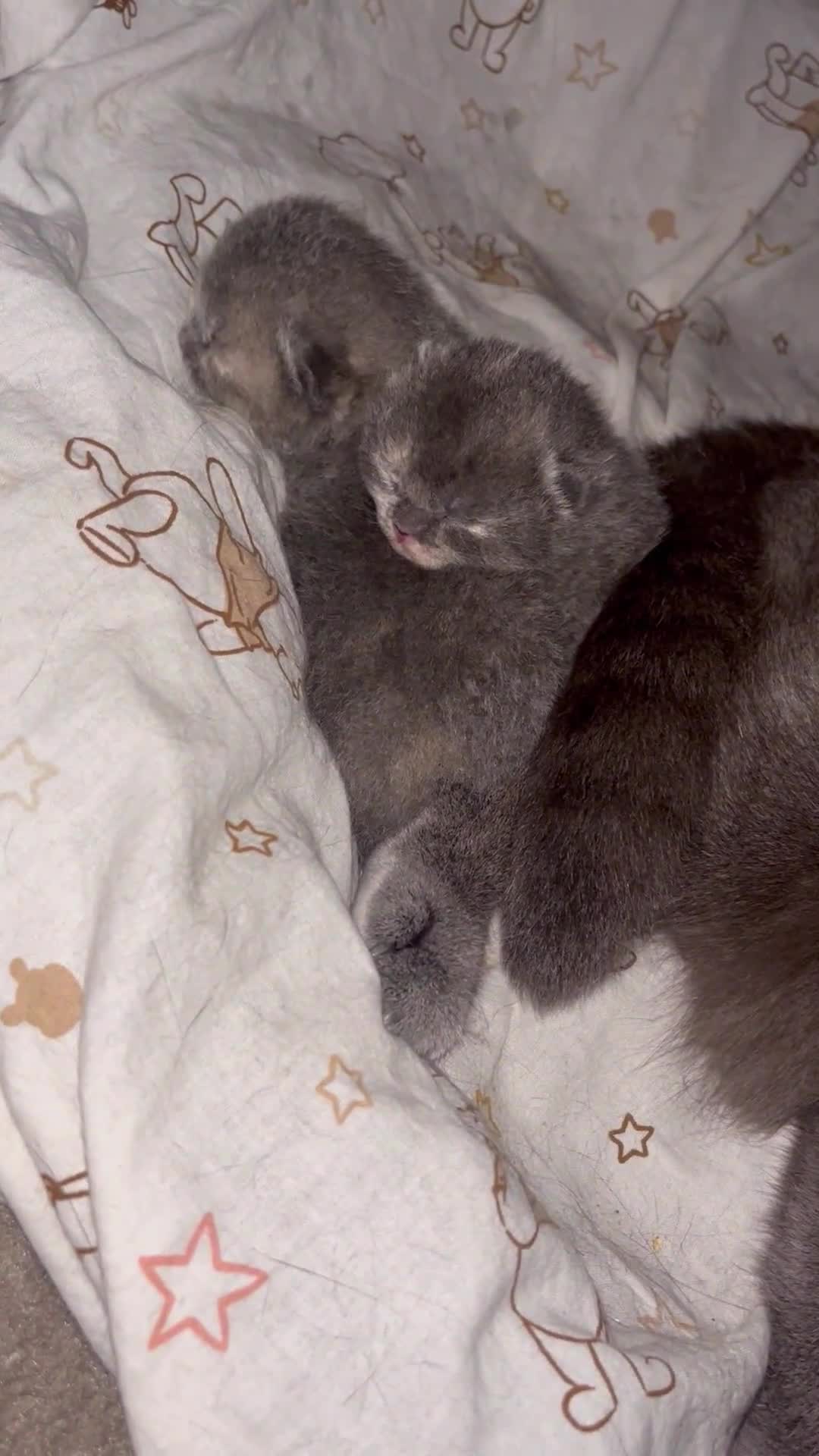 Scottish Fold cats for sale: Adorable Scottish Fold x British Shorthair Kitten - Video 2