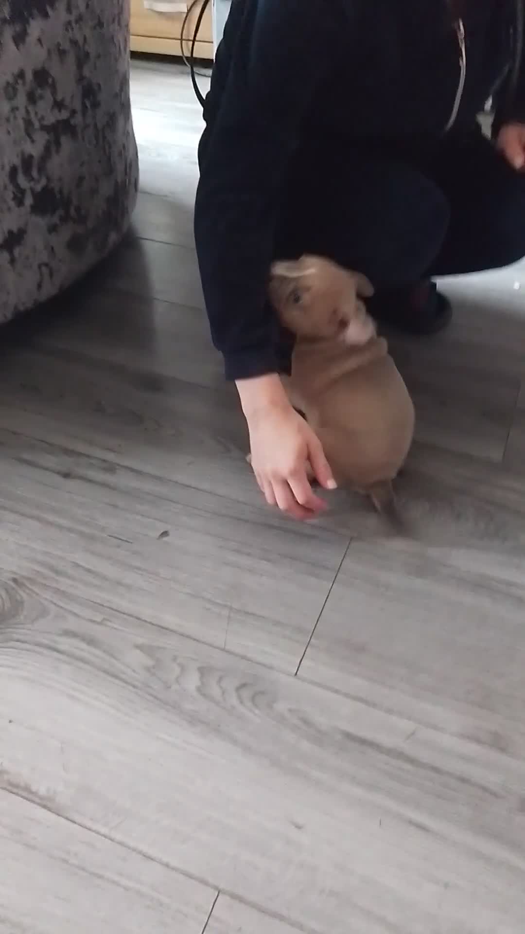 Mixed Breed dogs for sale: Little grey blue eye french bully dog /saffy - Video 1