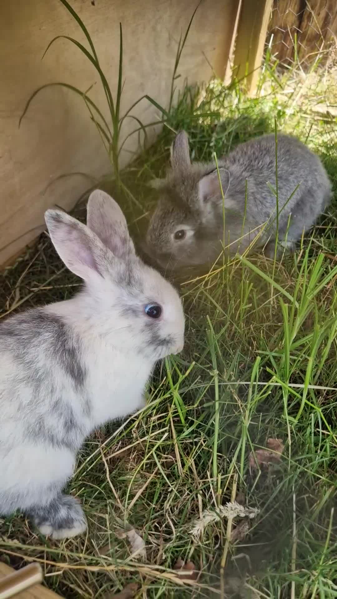 Mixed Breed rabbits for sale: Adorable Baby Rabbits Looking for a Forever Home - Video 1