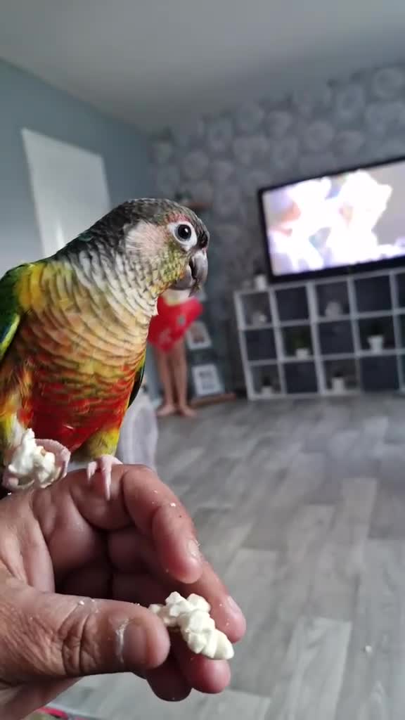 Conures birds for sale: Green cheek conure  in Bradford - Video 1