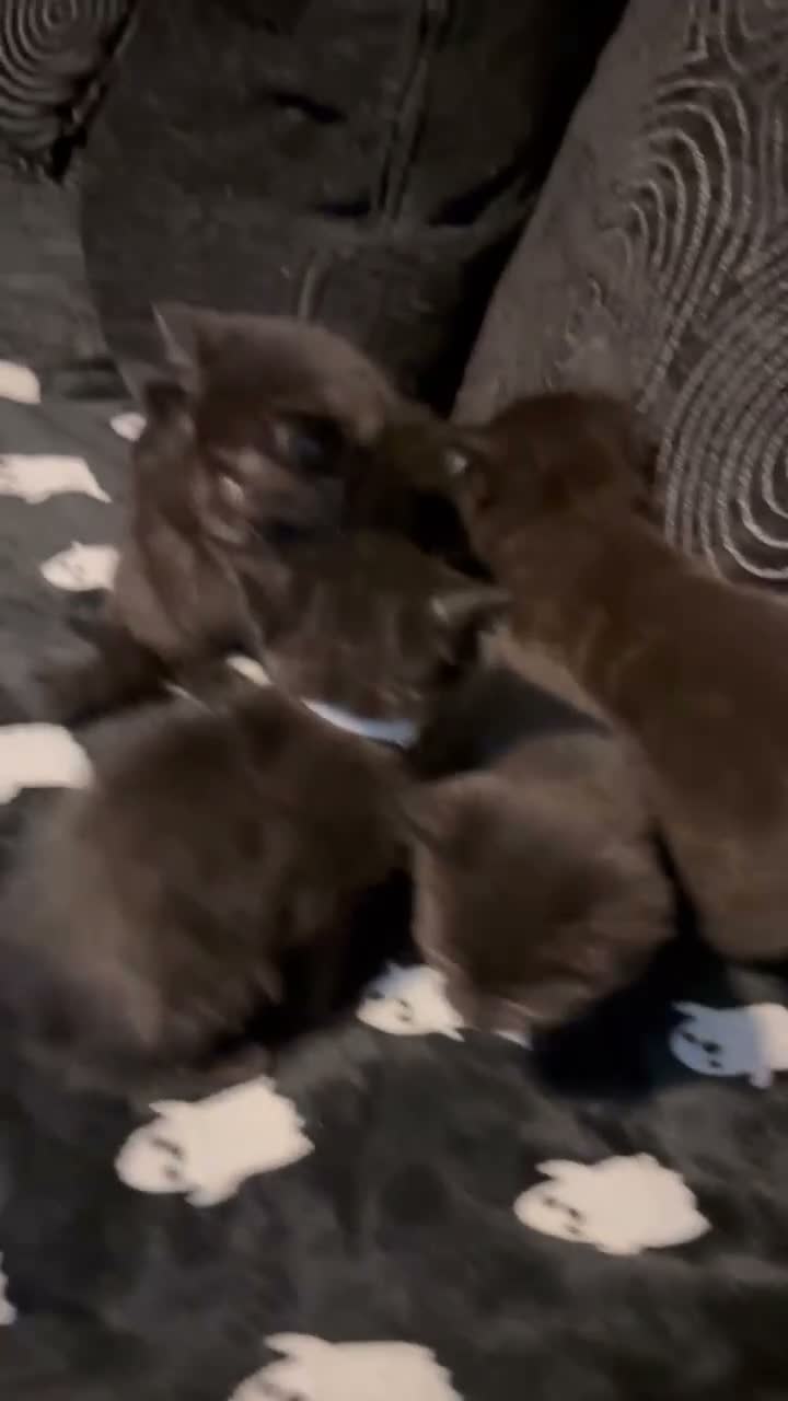 Mixed Breed cats for sale: Black kittens for sale  in Spalding - Video 1
