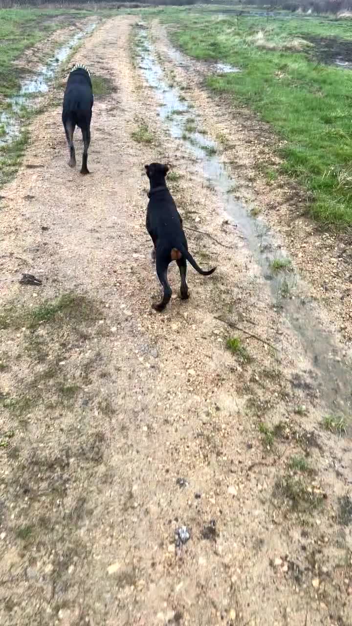 Dobermann dogs for sale: KC Reg DCM Clear Female Doberman Pup - Video 1