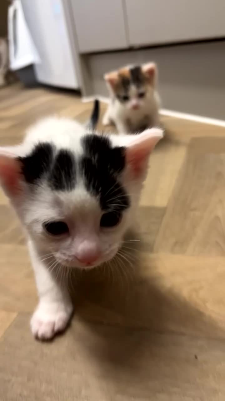 Mixed Breed cats for sale: 2 kittens for sale  - Video 4