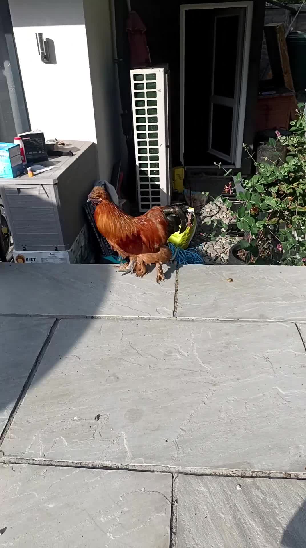 Chickens poultry for sale: Silkie cockerels  in Woodbridge - Video 1