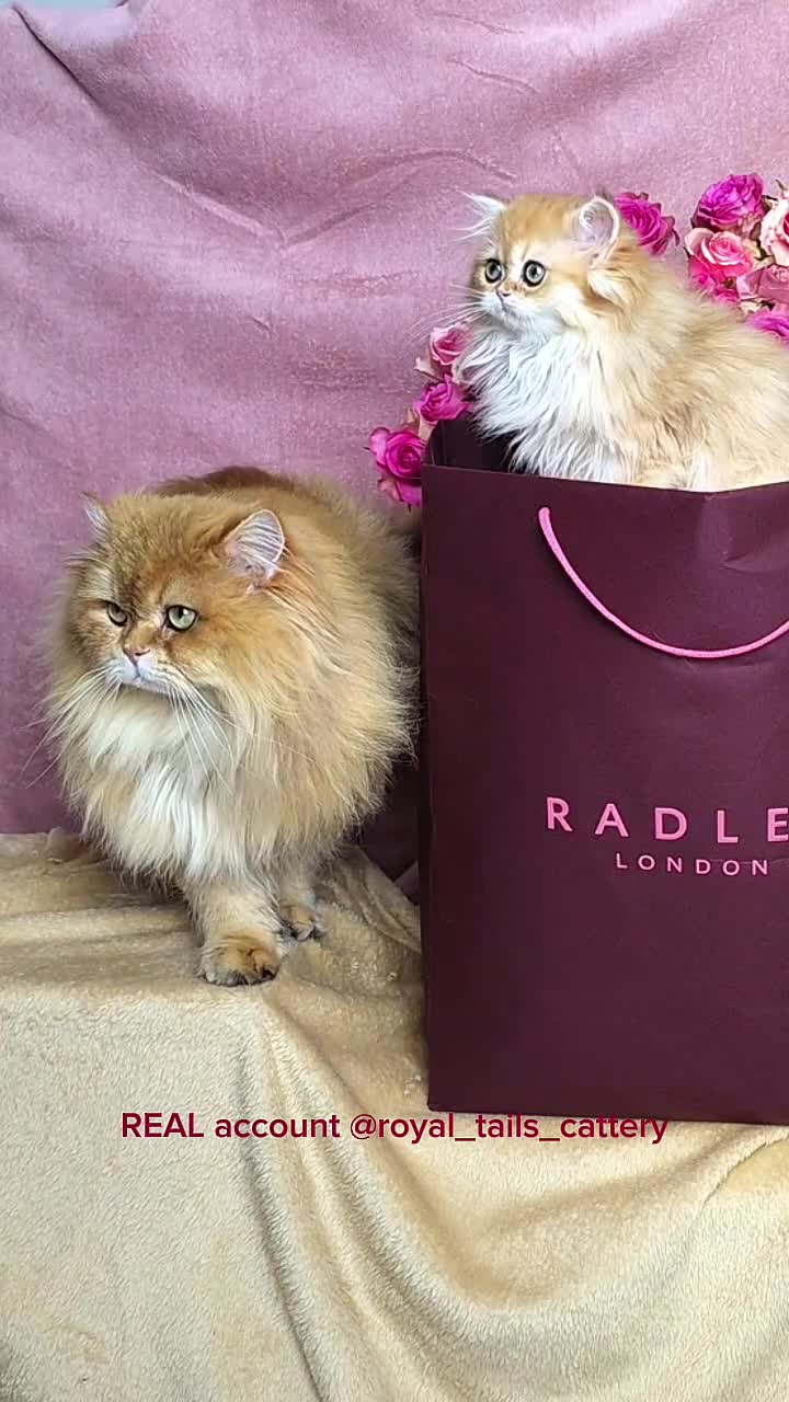 British Longhair cats for sale: Cuddly British Longhair boy - Video 1