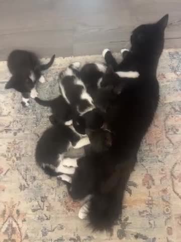 Mixed Breed cats for sale: Healthy kittens - Video 1