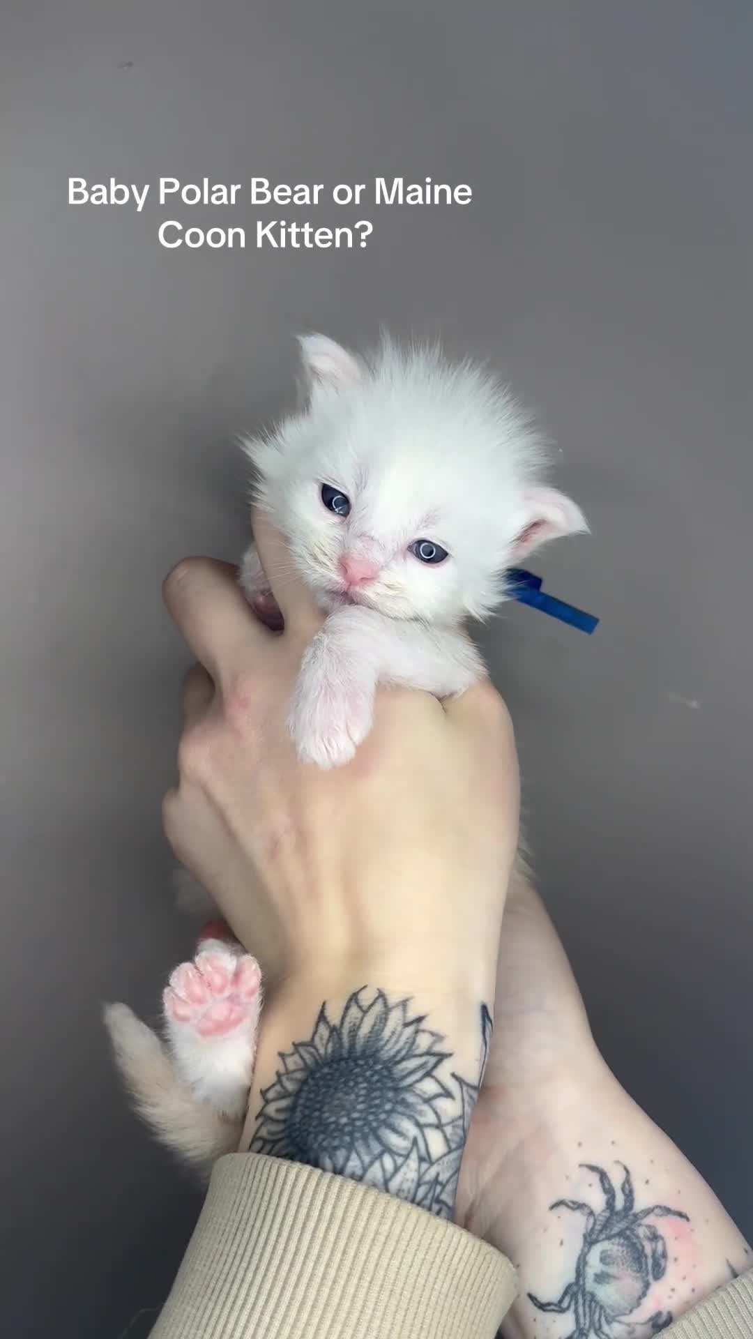 Maine Coon cats for sale: LAST MALE KITTEN RED SILVER SHADED - Video 1