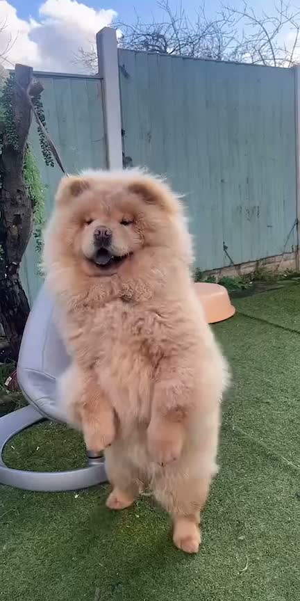 Chow Chow dogs for sale: Luna one year old in Birmingham - Video 3