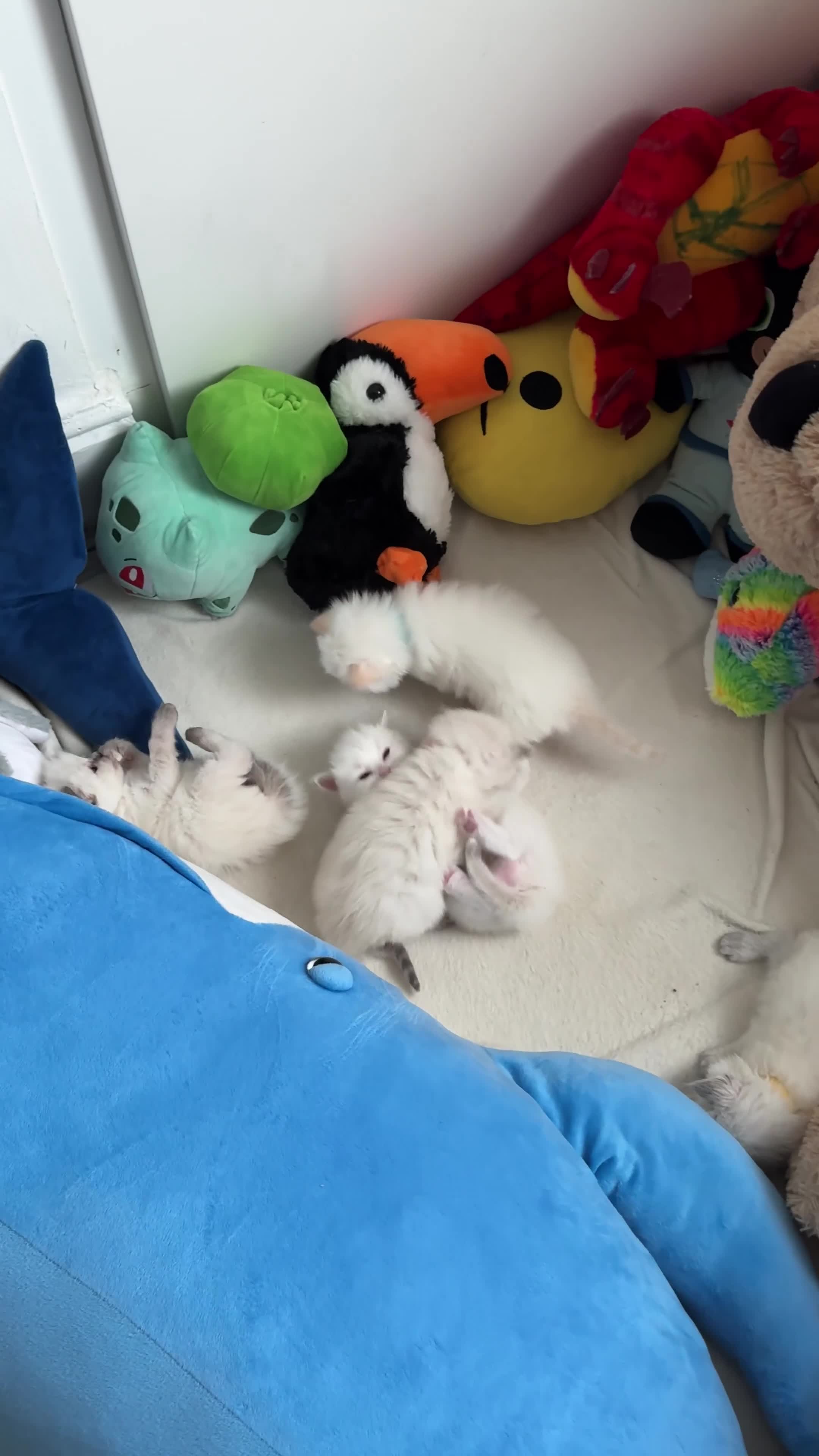 Ragdoll cats for sale: Beautiful Purebred Ragdoll Kittens for Sale ✨ - Video 2