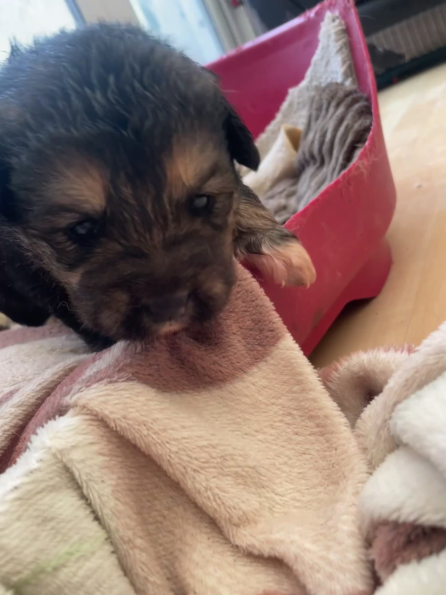 Mixed Breed dogs for sale: *only 1 male left* Malkita puppies 4 boys - Video 1