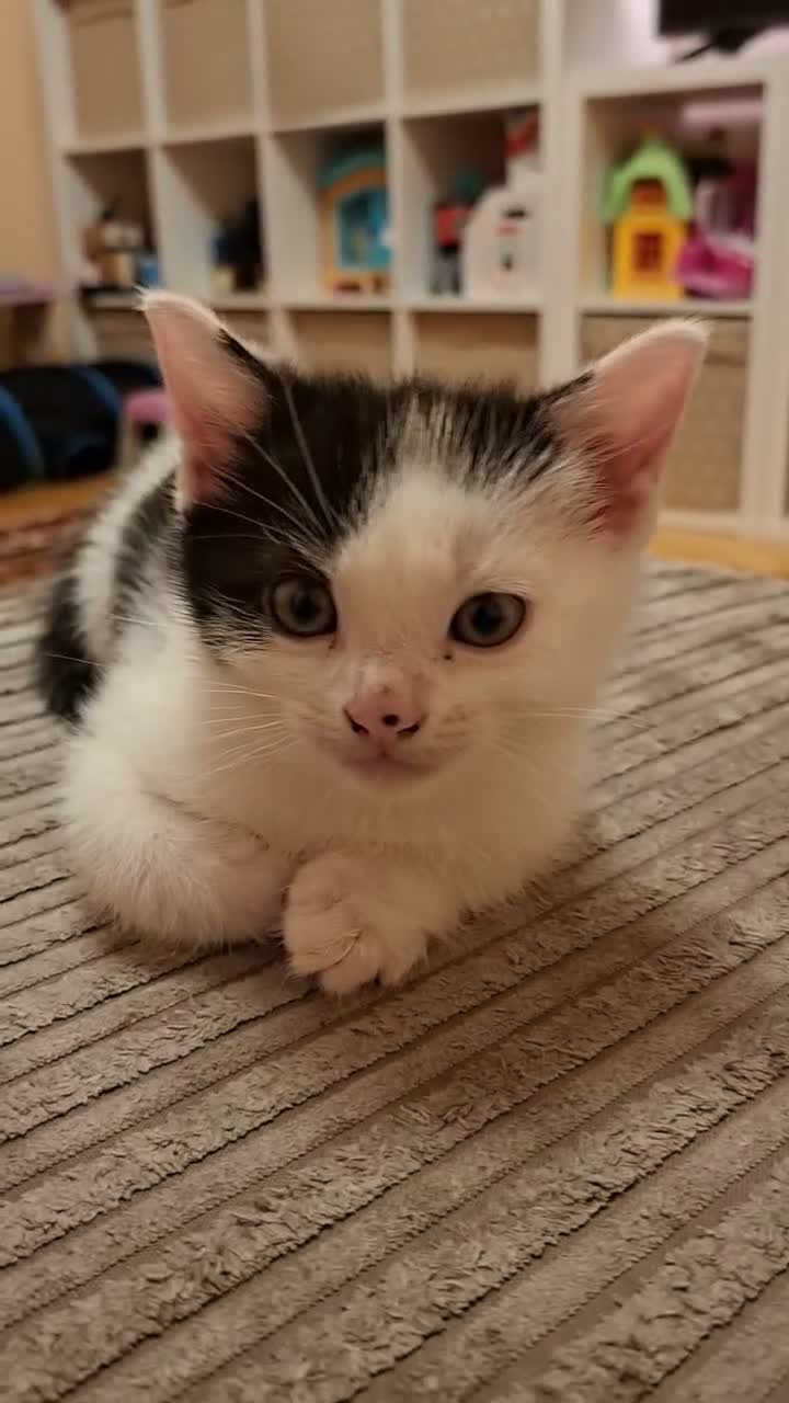 Mixed Breed cats for sale: 2 Kittens For Sale - Video 1