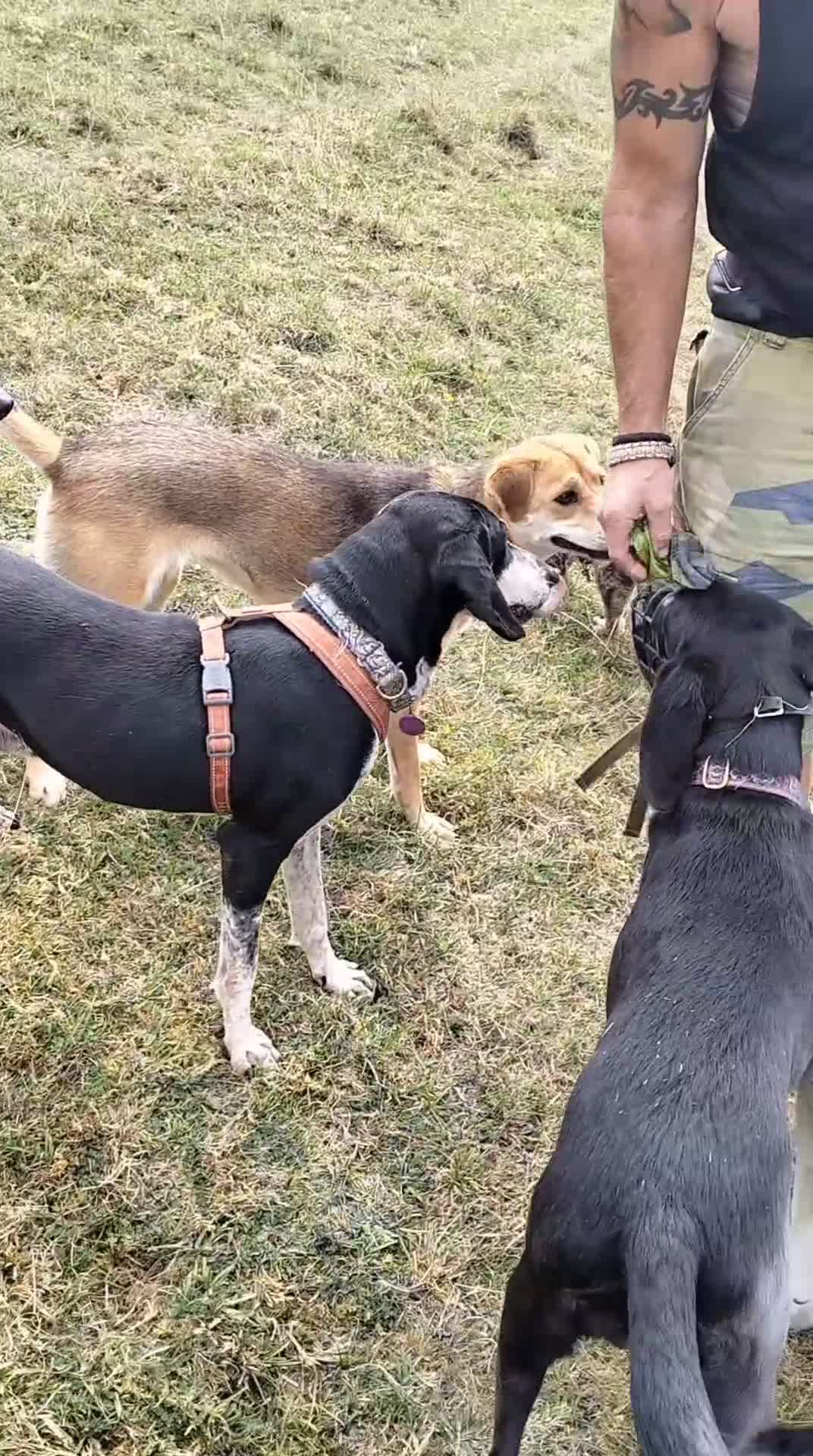 Japanese Shiba Inu dogs for adoption: Kyoto, 1 yr old female Shiba Inu X for adoption - Video 3
