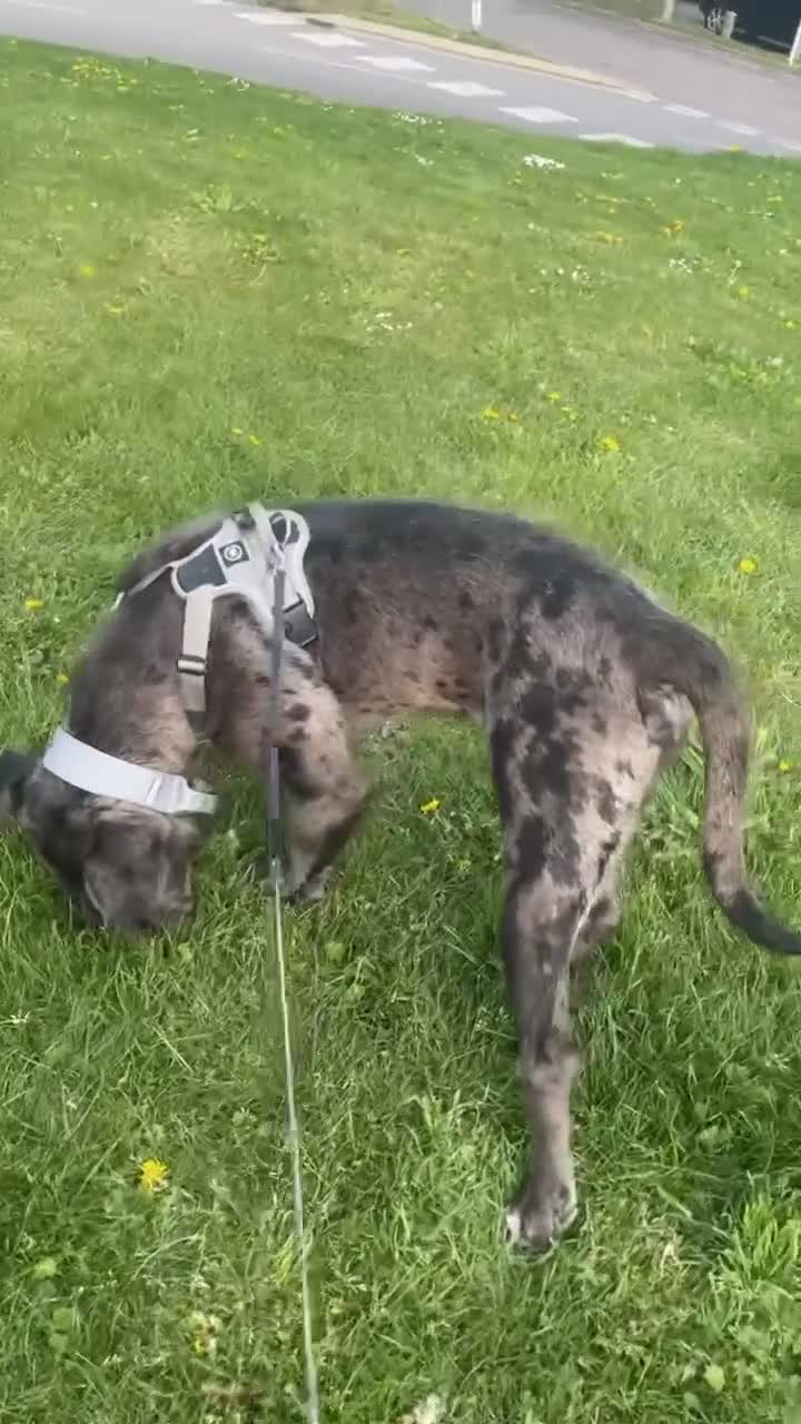 Cane Corso dogs for sale: Zeus the American Mastiff/Cane Corso in London - Video 1