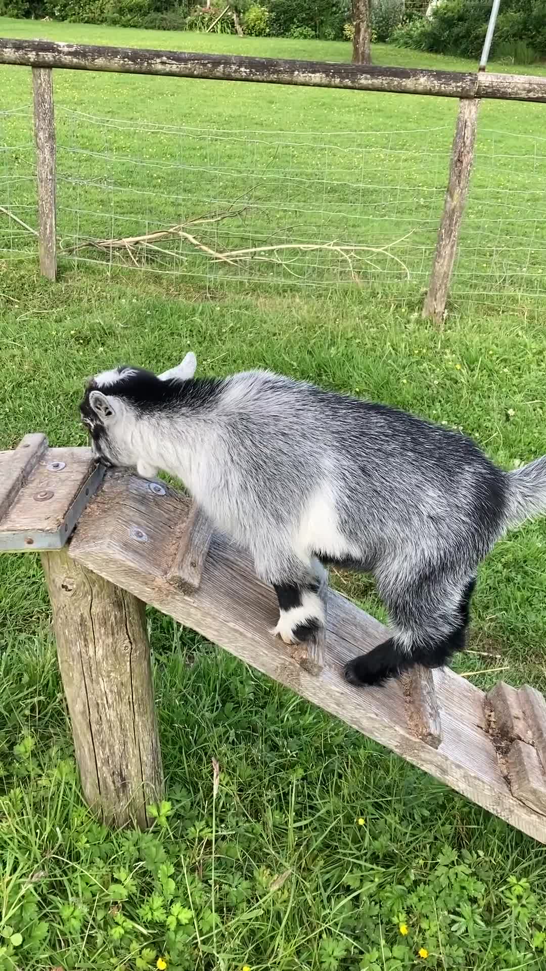 Goats livestock for sale: 2 male castrated Pygmy goats  - Video 1