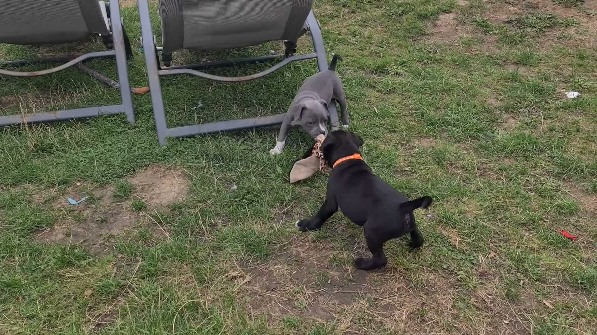 Staffordshire Bull Terrier dogs for sale: Stunning staffy's - Video 2