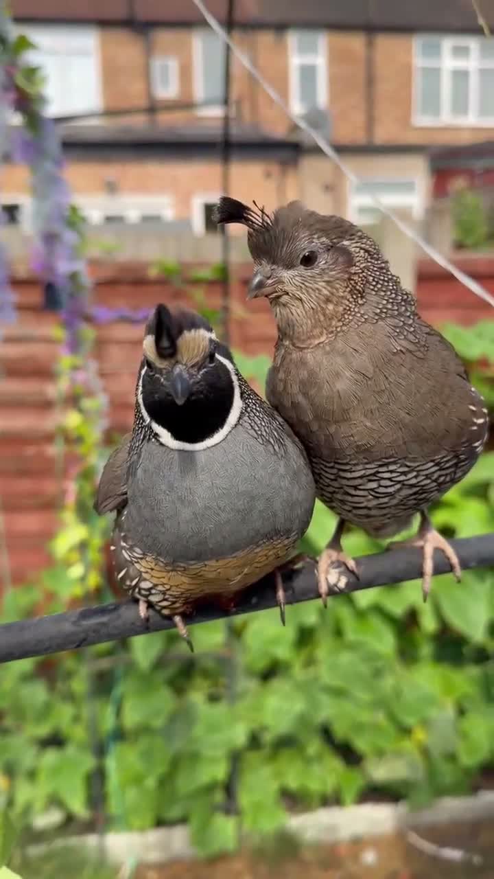 Quail poultry for sale: Californian quails for sale  - Video 1