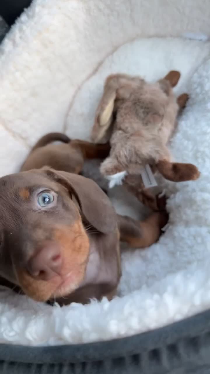 Dachshund dogs for sale: Arlo  in Irvine - Video 1