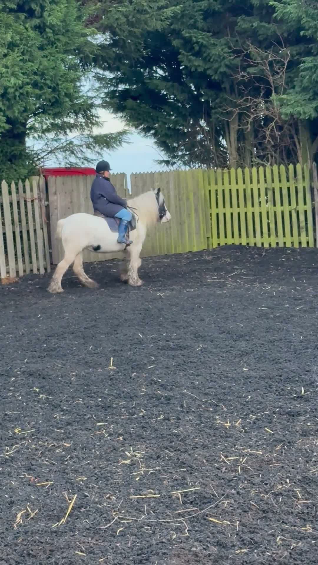Irish Cob horses for sale: Sweet Poppet  - Video 5