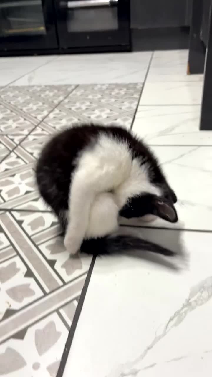Mixed Breed cats for sale: *Ready to leave* black and white kitten - Video 2
