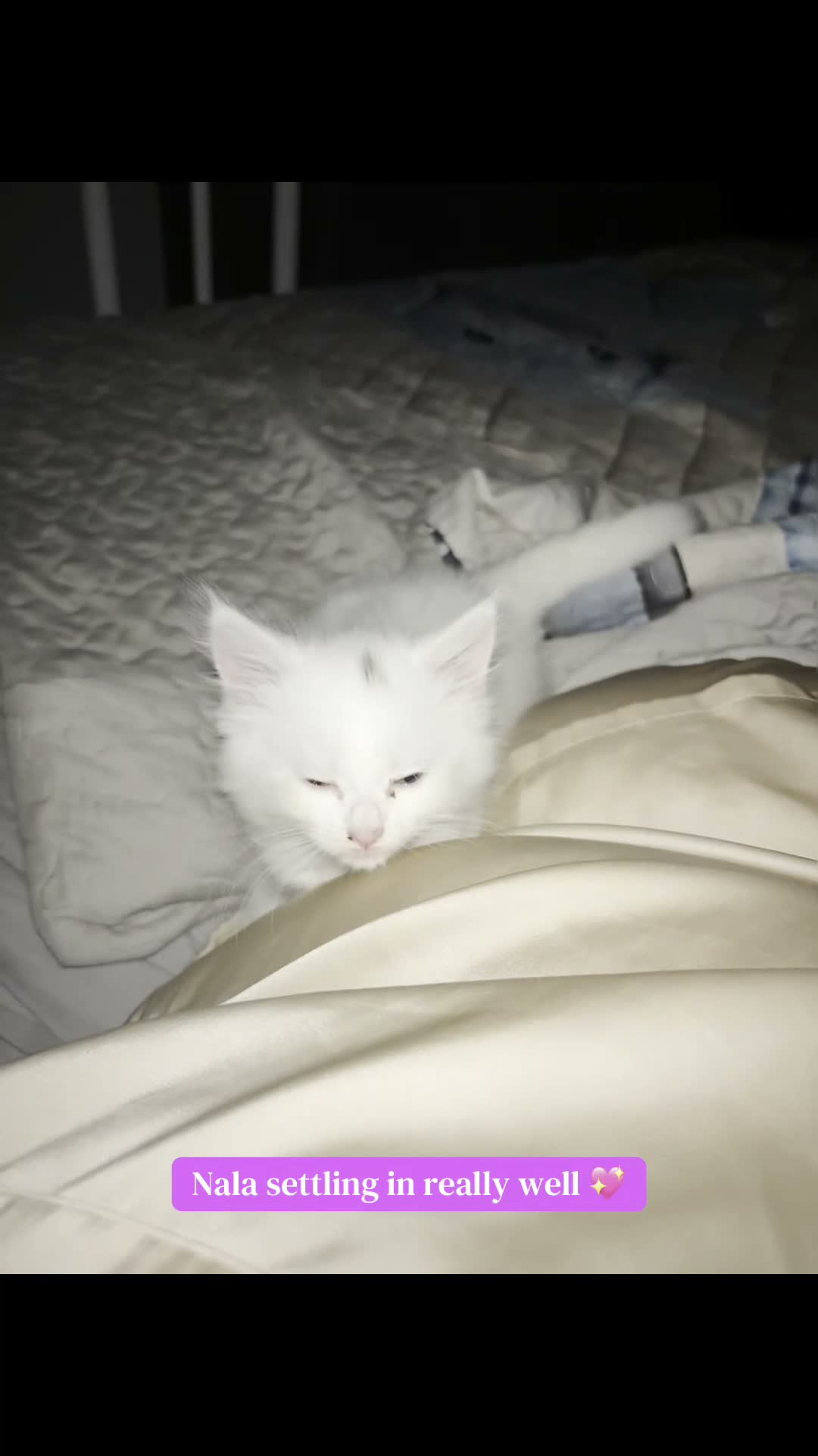 Mixed Breed cats for sale: Male kitten - Video 1
