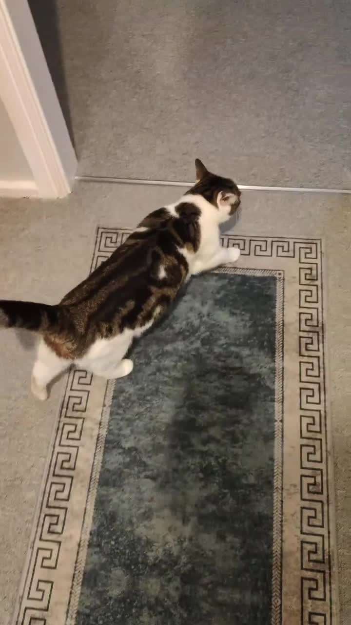 Domestic Shorthair cats for sale: Lucy is wonderful! - Video 2